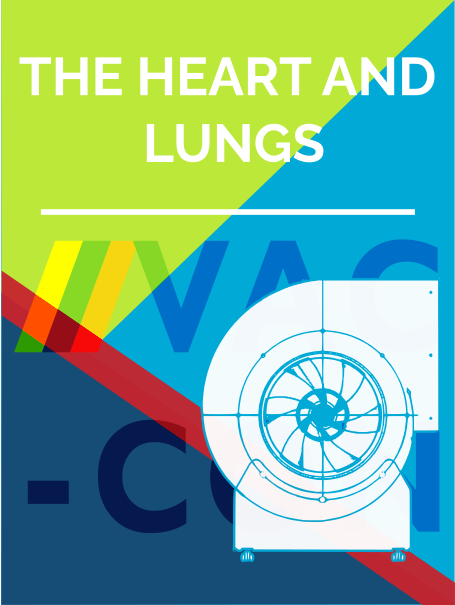 2. The Heart and Lungs